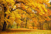 depositphotos_11782835-Autumn--Gold-Trees-in-a-park