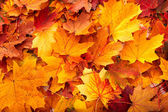 depositphotos_3916630-Background-group-autumn-orange-leaves