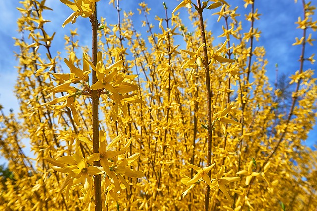 forsythia-3319024_640